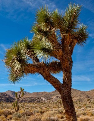 Joshua Tree