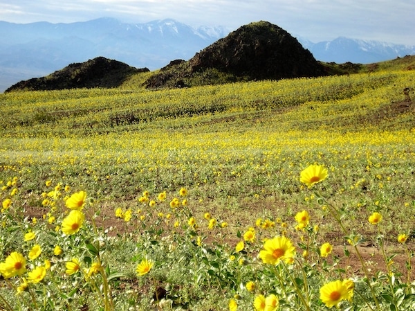 Spring Wildflowers in Death Valley