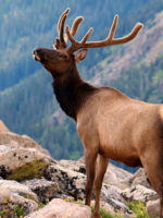 Rocky Mountain National Park Audio Guide