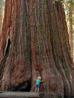 Sequoia National Park and Kings Canyon National Park Audio Tour