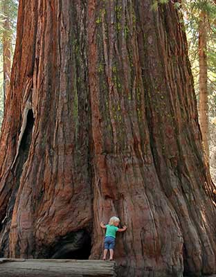 Sequoia National Park and Kings Canyon National Park Audio Tour