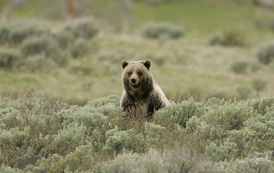 Grizzly bears represent the abundance of wildlife in Yellowstone. NPS photo by Jim Peaco