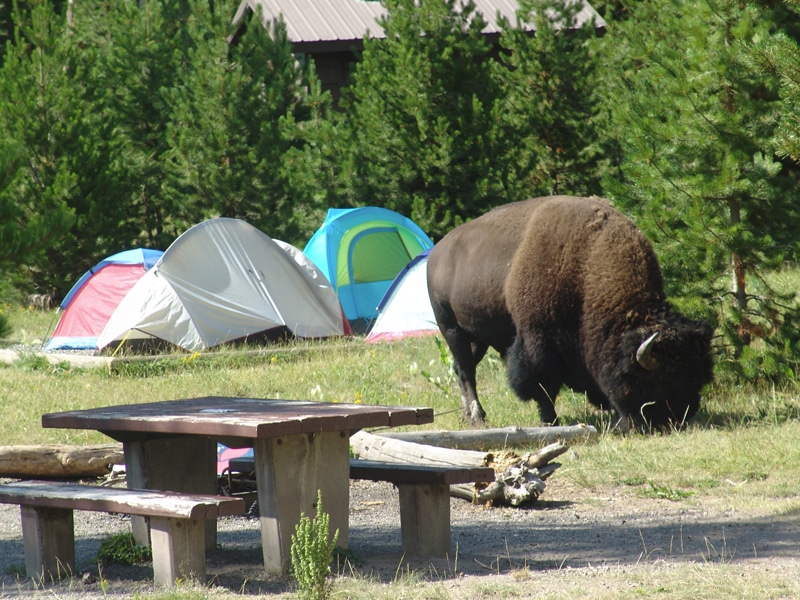 Where to Camp in Yellowstone: Madison Campground