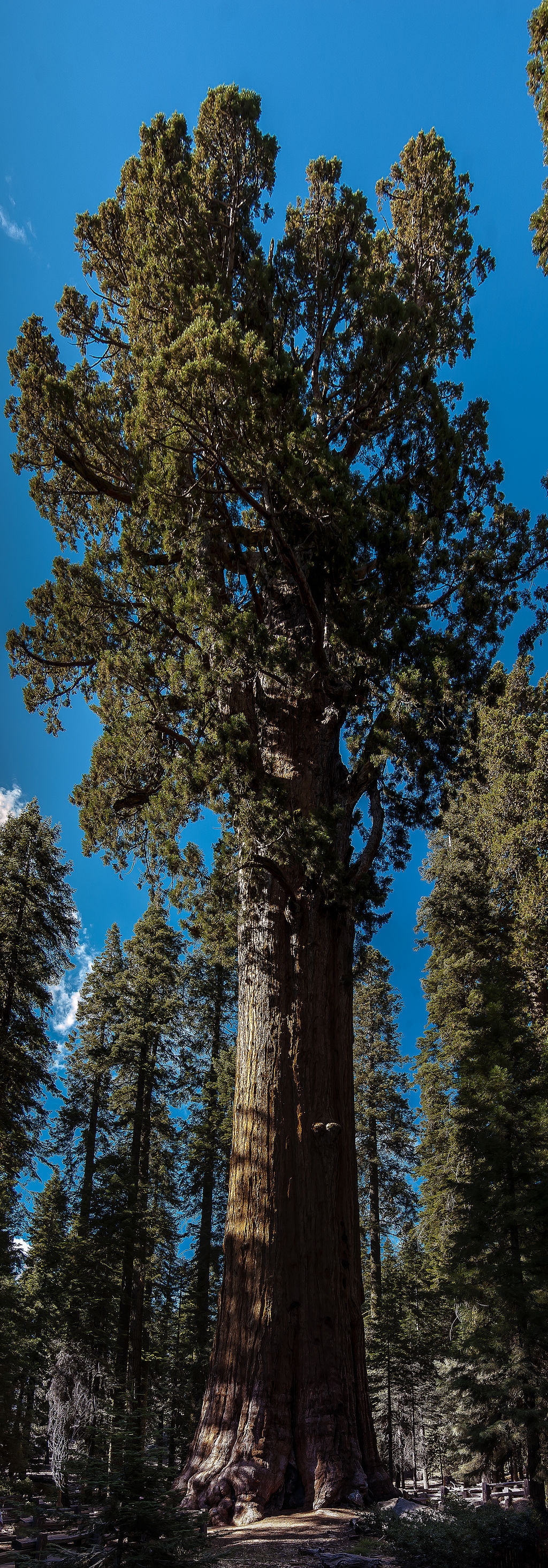 What Are The Best Sights To See In Sequoia And Kings Canyon