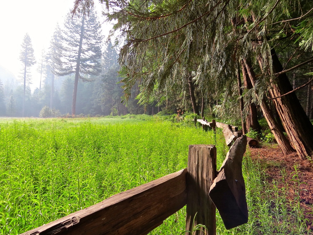 Where to Camp in Sequoia and Kings Canyon: Giant Forest
