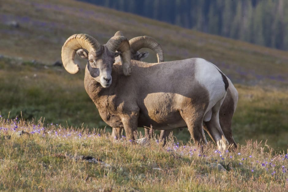 Bighorn sheep near Rock Cut, Rocky Mountain National Park. NPS photo by Ann Schonlau.